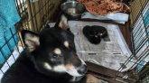 柴犬(標準サイズ)【・女の子・2022年1月20日・黒】「2024年2月末にお母さんになりました」