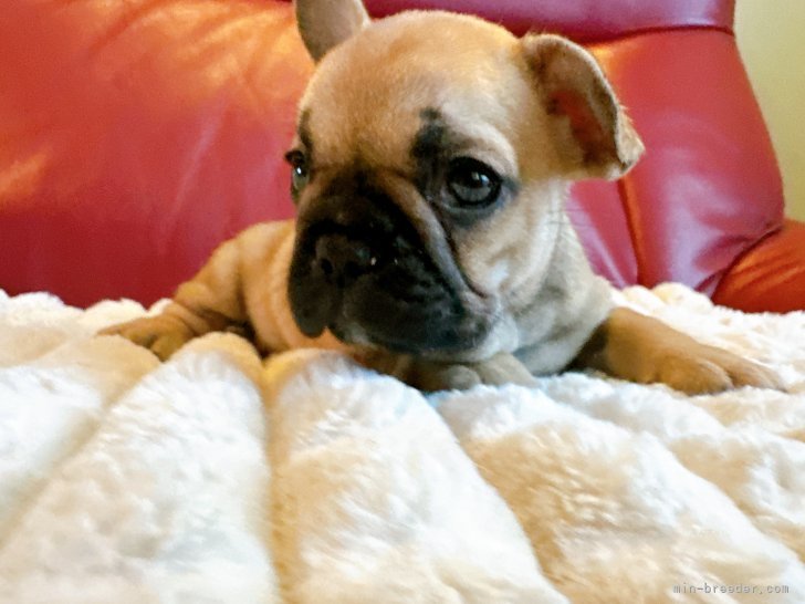 松本るり子ブリーダーのブログ：ご家族募集中です🐶