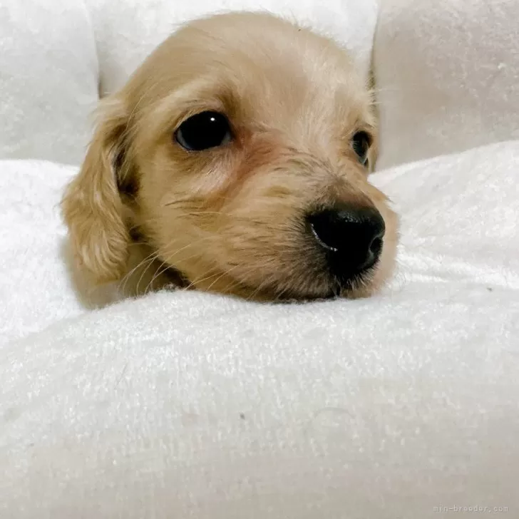 ID：2502-04231の子犬