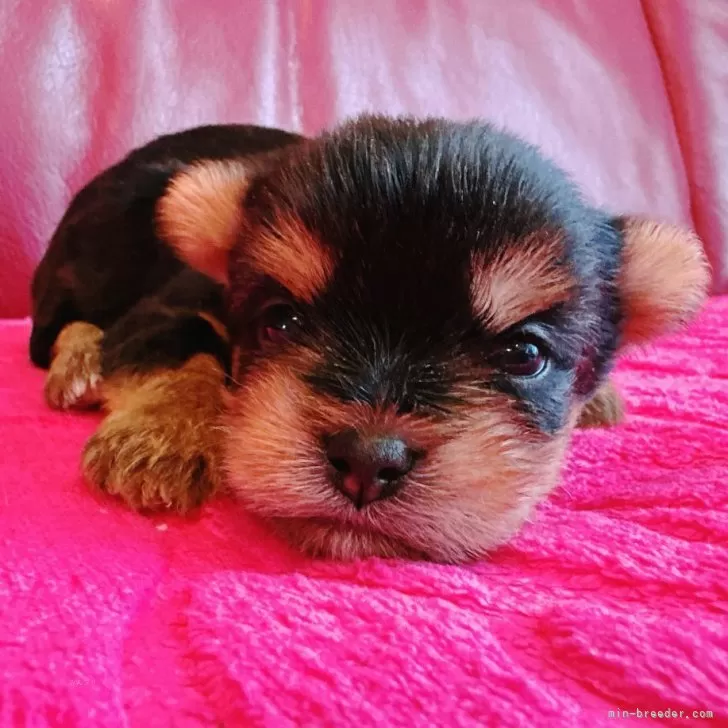 ヨークシャーテリア【兵庫県・女の子・2025年10月17日・スチールブルー&amp;タン】の写真1