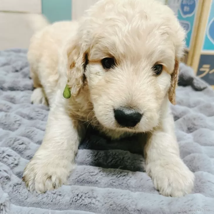 S.M 様のお迎えした子犬