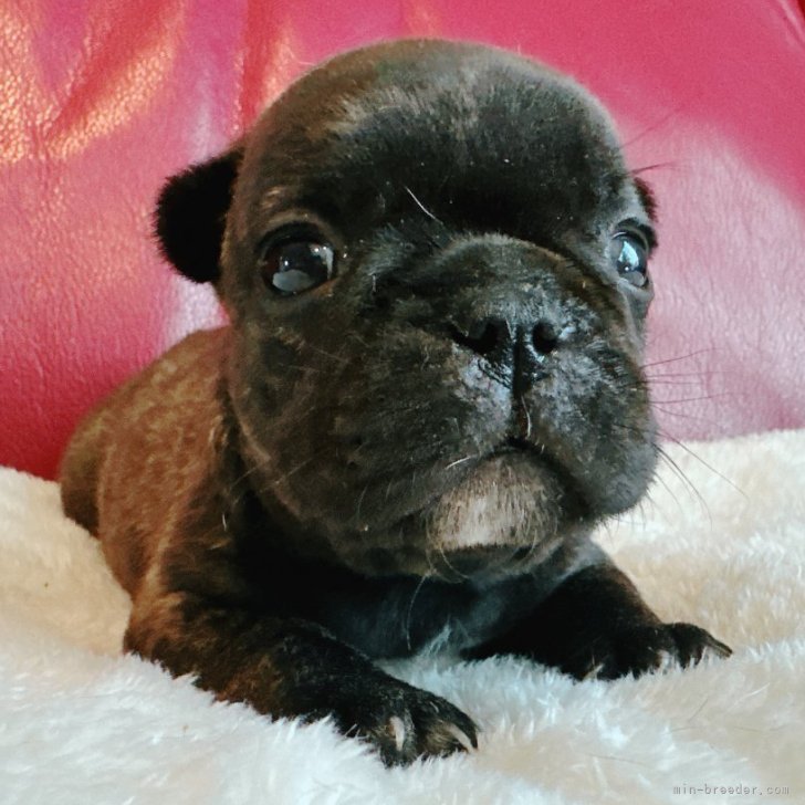 ブリーダー画像