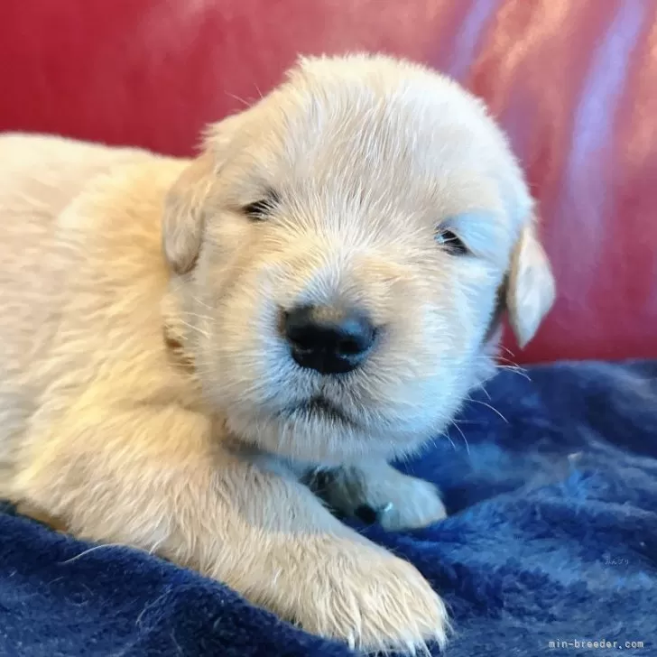 ゴールデンレトリバー【兵庫県・男の子・2025年11月1日・ゴールド】の写真1