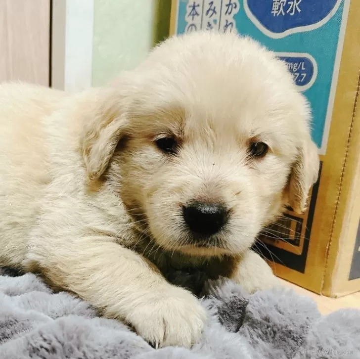 ID：2505-01105の子犬