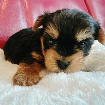 ヨークシャーテリア【兵庫県・男の子・2025年10月17日・スチールブルー&タン】の写真「元気な男の子です🐶🐶✨」