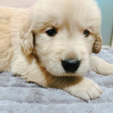 ゴールデンレトリバー【兵庫県・男の子・2025年4月7日・ゴールド】の写真「5月31日で掲載終了🐶」