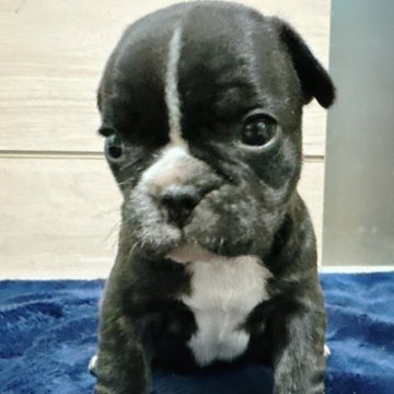 フレンチブルドッグ【兵庫県・女の子・2025年10月18日・ブリンドル】の写真「お目目ぱっちりでかわいい女の子です🐶❤️」