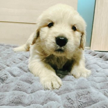 ゴールデンレトリバー【兵庫県・男の子・2025年4月7日・ゴールド】の写真「5月31日で掲載終了🐶」