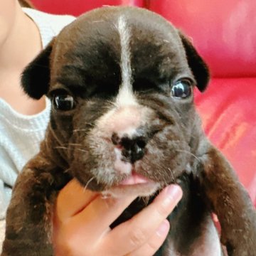 フレンチブルドッグ【兵庫県・女の子・2025年10月18日・ブリンドル】の写真「お目目ぱっちりでかわいい女の子です🐶」