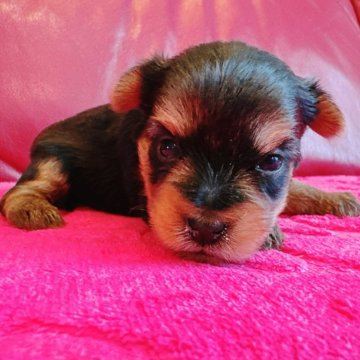 ヨークシャーテリア【兵庫県・女の子・2025年10月17日・スチールブルー&タン】の写真「元気な女の子です🐶✨」