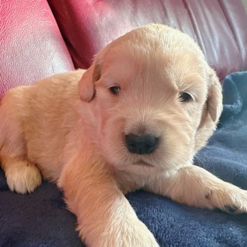 ゴールデンレトリバー【兵庫県・女の子・2025年11月1日・ゴールド】の写真「ピンク🎀リボンつけてます☺️」