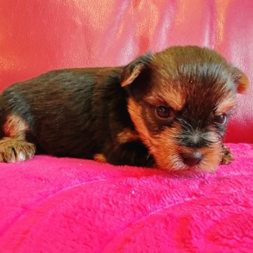 ヨークシャーテリア【兵庫県・男の子・2025年10月17日・スチールブルー&タン】の写真「お目目あいてきました🐶✨✨」