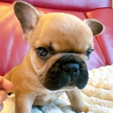 フレンチブルドッグ【兵庫県・男の子・2025年7月20日・フォーン】の写真「元気な男の子です🐶🐶✨」