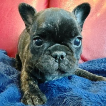フレンチブルドッグ【兵庫県・女の子・2025年10月18日・ブリンドル】の写真「ヨチヨチ歩きはじめて可愛い女の子です🐶🩷」