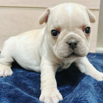 フレンチブルドッグ【兵庫県・女の子・2025年10月18日・クリーム】の写真「唯一、クリームの女の子です🐶❤️❤️」