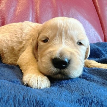 ゴールデンレトリバー【兵庫県・男の子・2025年11月1日・ゴールド】の写真「少しずつお目目あいてきました🐶✨」