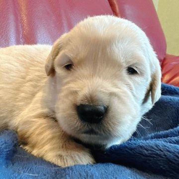 ゴールデンレトリバー【兵庫県・女の子・2025年11月1日・ゴールド】の写真「少しずつお目目あいてきました🐶」