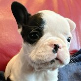 フレンチブルドッグ