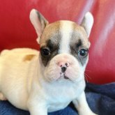 フレンチブルドッグ
