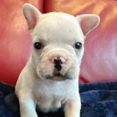 フレンチブルドッグ