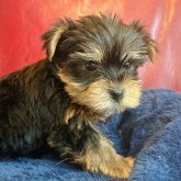 ヨークシャーテリア