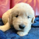 ゴールデンレトリバー