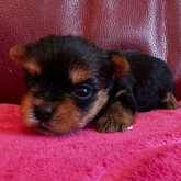 ヨークシャーテリア