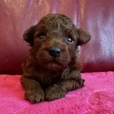 トイプードル(トイ)【兵庫県・女の子・2025年10月18日・レッド】の写真1