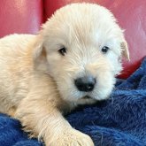 ゴールデンレトリバー