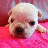 フレンチブルドッグ