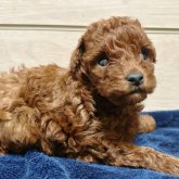 トイプードル(トイ)