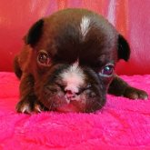 フレンチブルドッグ