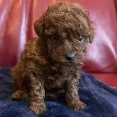 トイプードル(トイ)