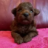 トイプードル(トイ)【兵庫県・女の子・2025年10月18日・レッド】の写真2