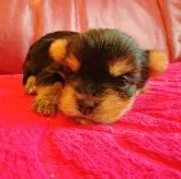 ヨークシャーテリア【兵庫県・女の子・2025年10月17日・スチールブルー&タン】の写真2