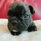 フレンチブルドッグ【兵庫県・女の子・2025年10月18日・ブリンドル】の写真2