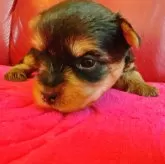 ヨークシャーテリア【兵庫県・女の子・2025年10月17日・スチールブルー&タン】の写真2