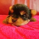 ヨークシャーテリア【兵庫県・女の子・2025年10月17日・スチールブルー&タン】の写真4