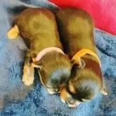 ヨークシャーテリア【兵庫県・女の子・2025年10月17日・スチールブルー&タン】の写真5