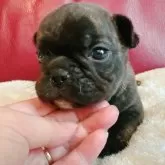 フレンチブルドッグ【兵庫県・女の子・2025年10月18日・ブリンドル】の写真6