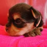 ヨークシャーテリア【兵庫県・女の子・2025年10月17日・スチールブルー&タン】の写真6