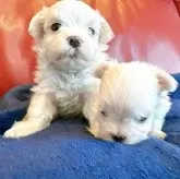 マルチーズ【兵庫県・男の子・2025年9月20日・ホワイト】の写真6「←左側の子です🐶✨」