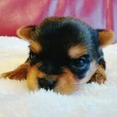 ヨークシャーテリア【兵庫県・女の子・2025年10月17日・スチールブルー&タン】の写真6