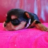 ヨークシャーテリア【兵庫県・女の子・2025年10月17日・スチールブルー&タン】の写真7