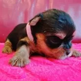 ヨークシャーテリア【兵庫県・女の子・2025年10月17日・スチールブルー&タン】の写真8