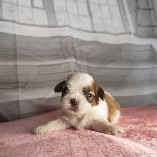 ID：2409-04272の子犬