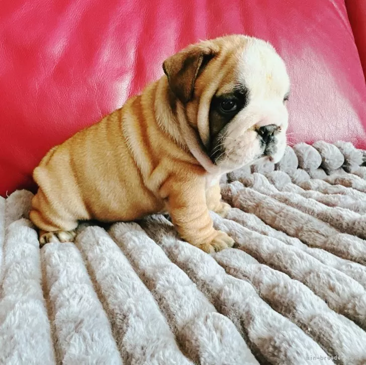 ID：2410-01305の子犬