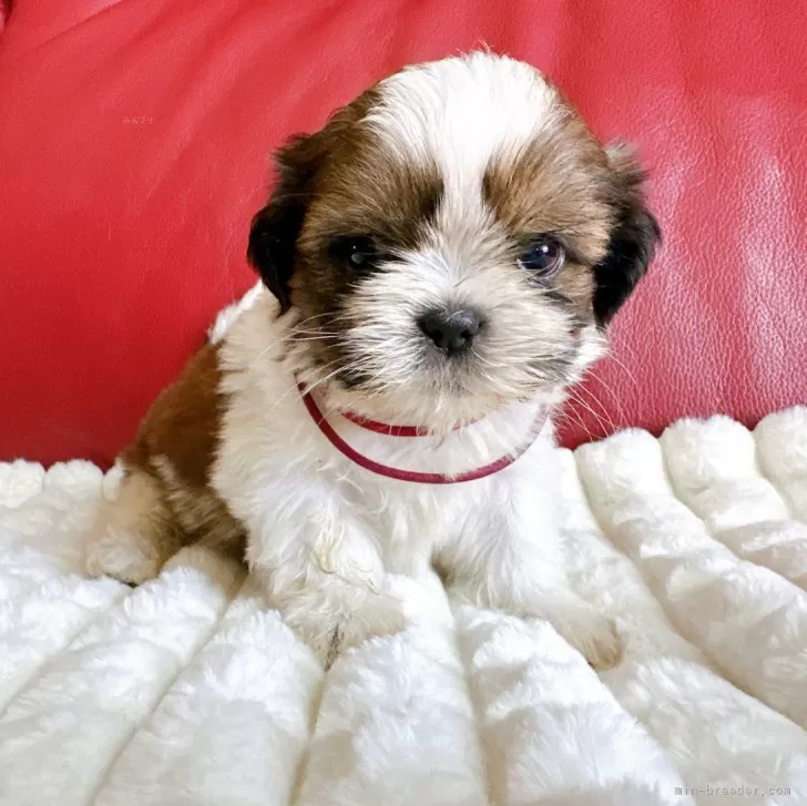 ID:2410-00756の子犬
