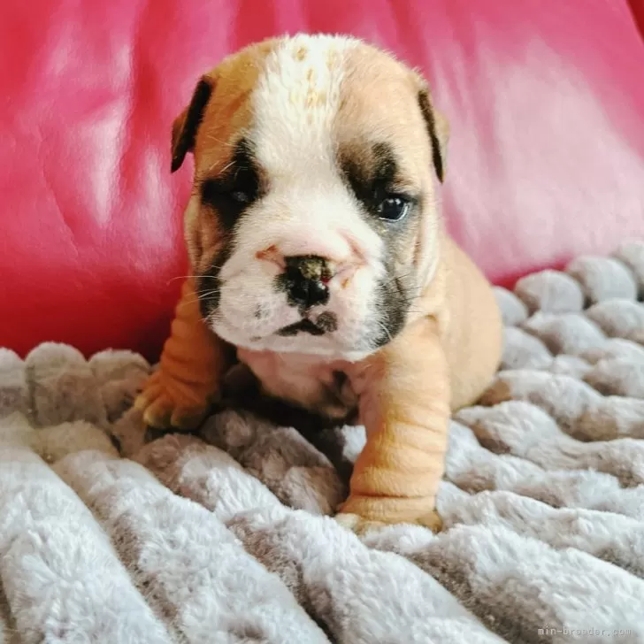 ID：2410-05515の子犬