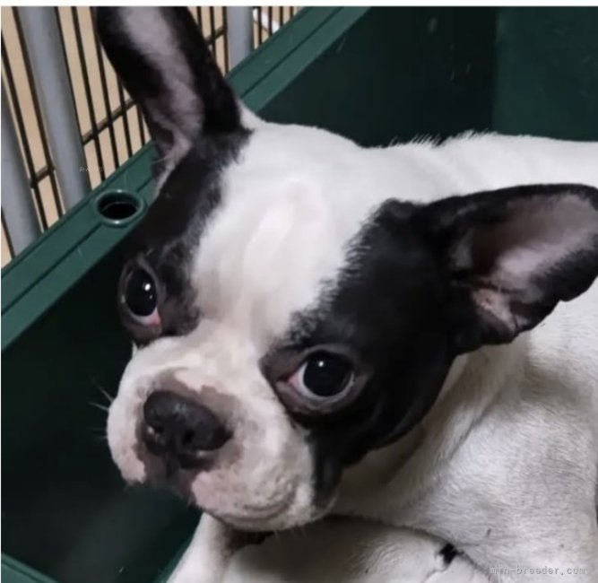 フレンチブルドッグ【・女の子・2020年8月24日・パイド】